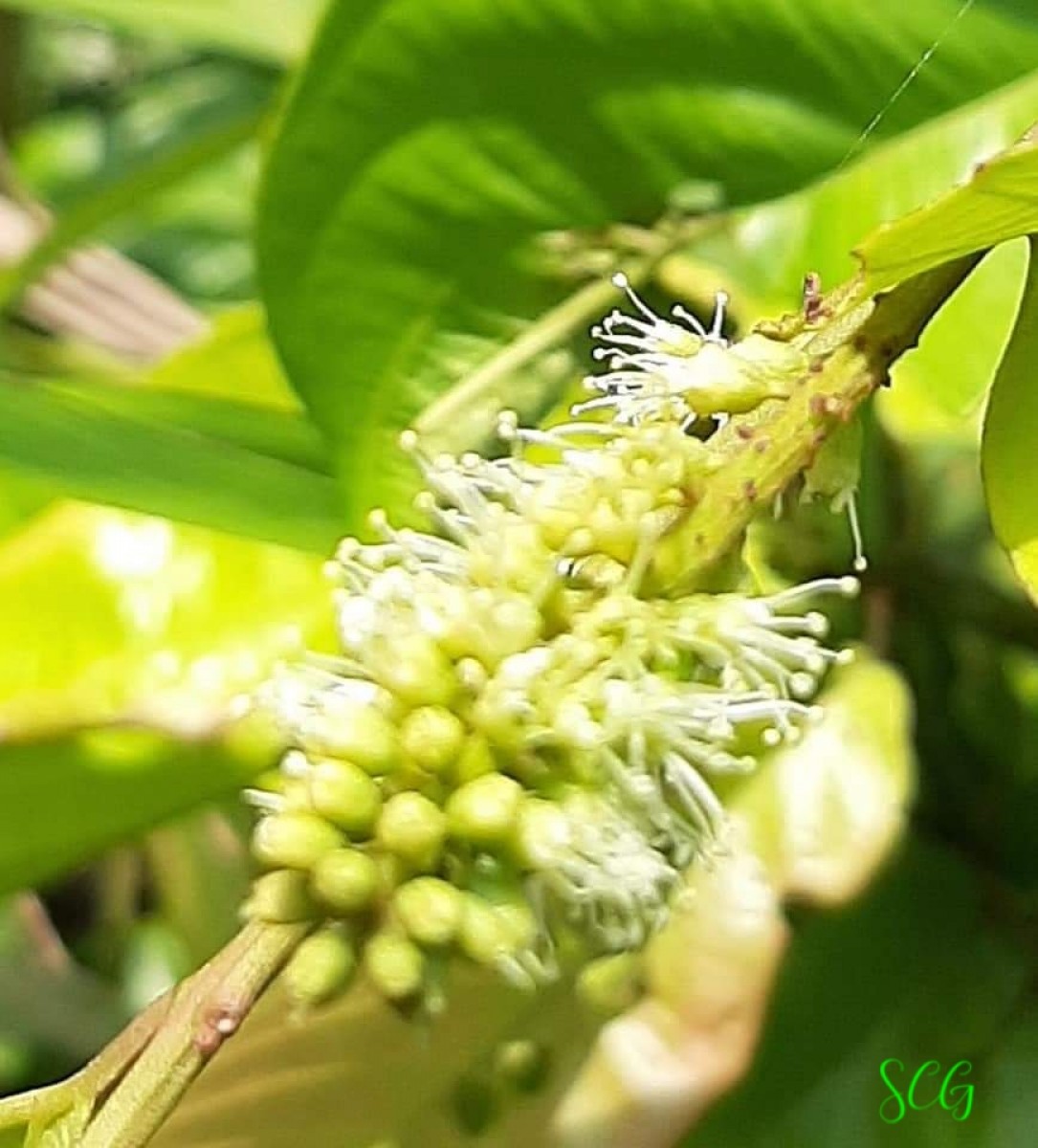 Combretum acuminatum Roxb.